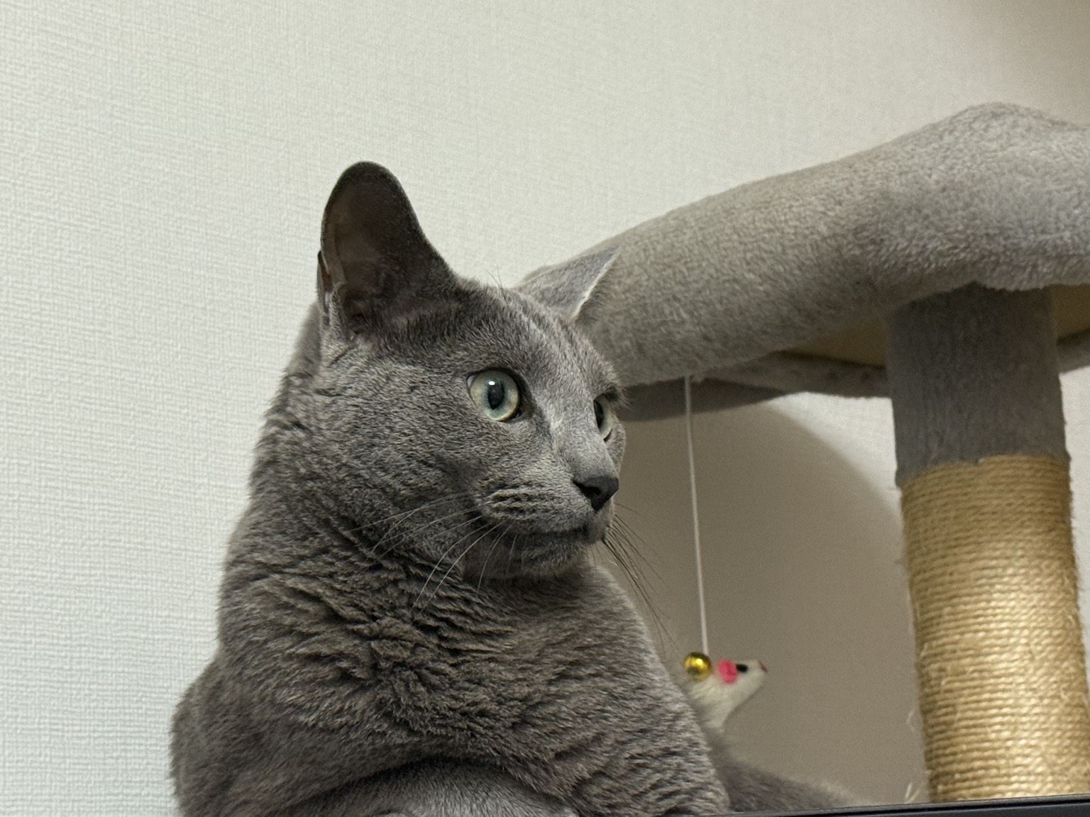 【スキル】独学 vs 大学学位